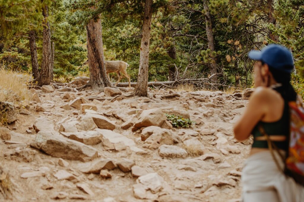 A hiker on a rocky trail watches a deer walking among trees in a lush forest. The scene captures nature's beauty and wildlife interaction.