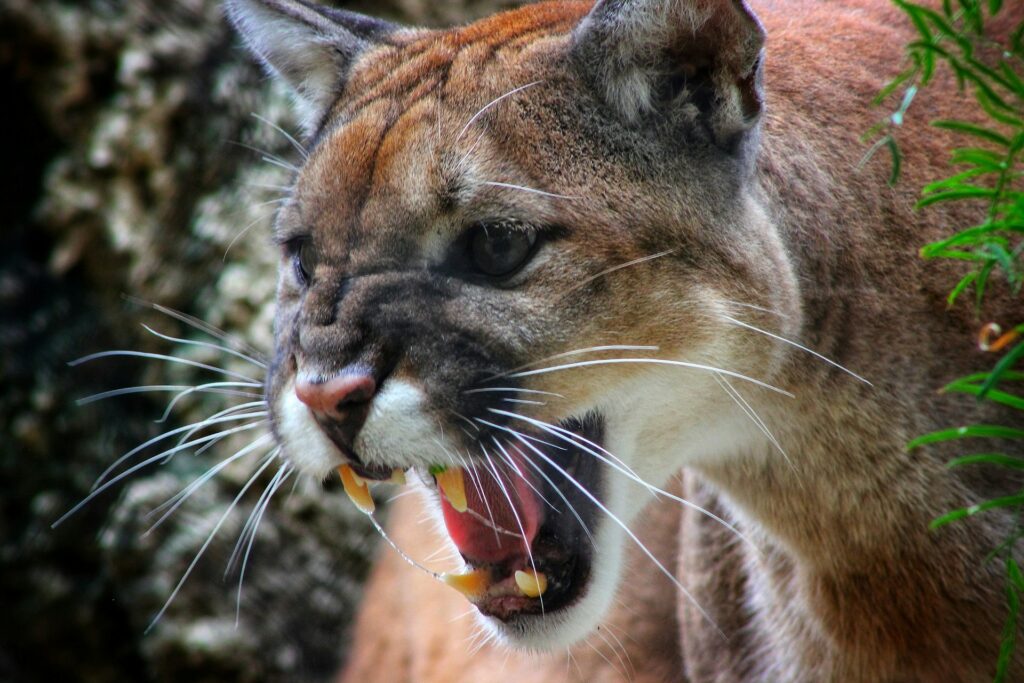 A close-up of a mountain lion displaying its sharp features and intense gaze, set against a natural, blurred background.