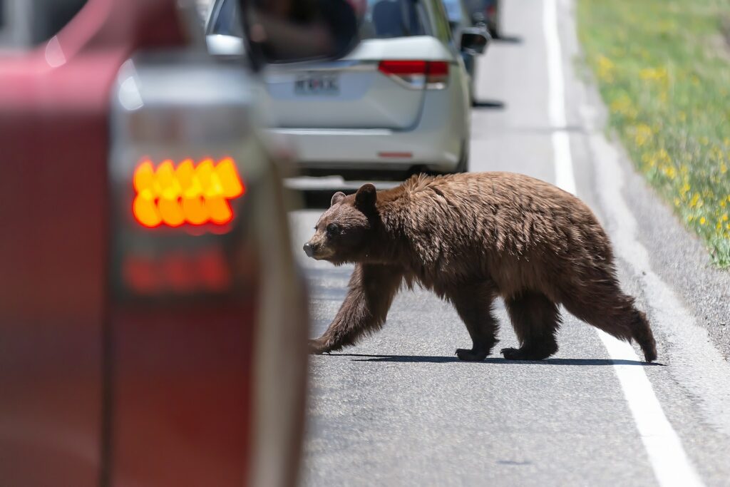 A brown bear cautiously crosses a road, passing between parked cars on a sunny day.