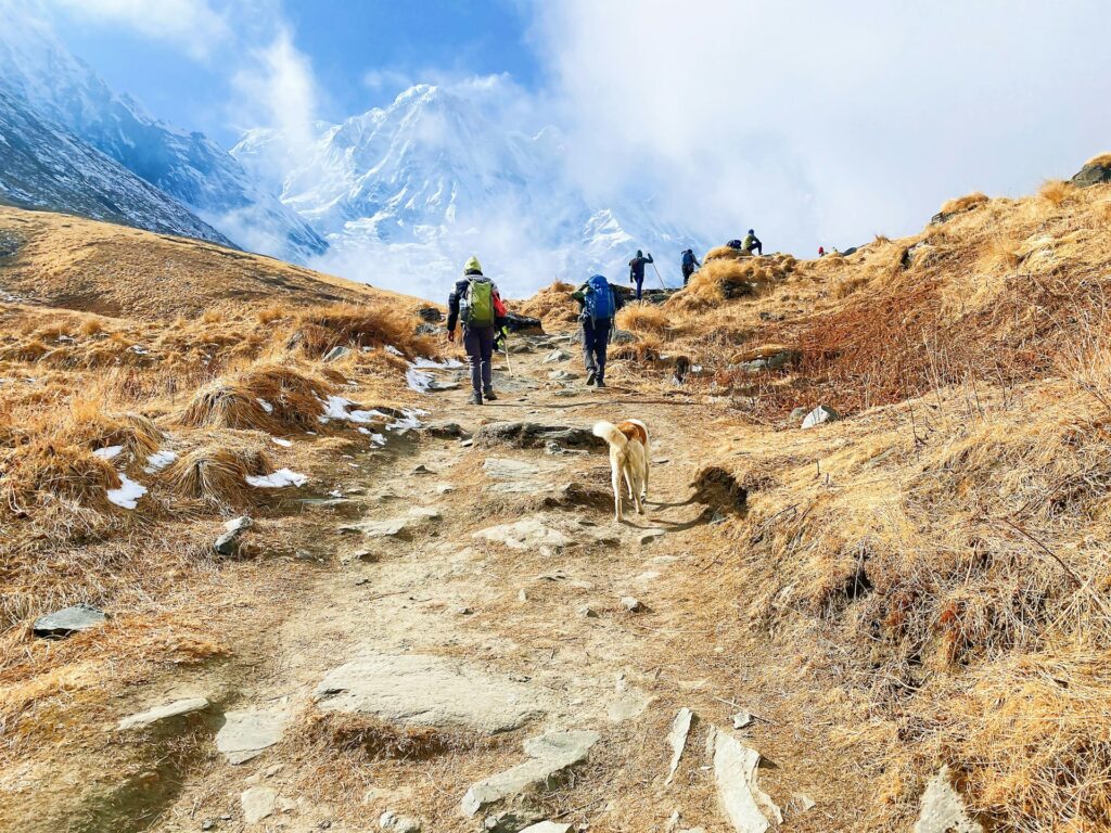 A group of hikers and a dog trek along a rocky path, surrounded by golden grass, under a snowy mountain backdrop and blue sky.