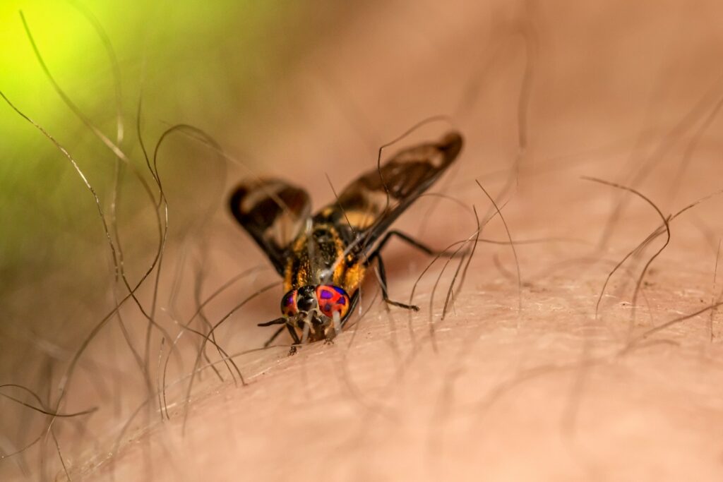 a close up of a fly on a human's skin