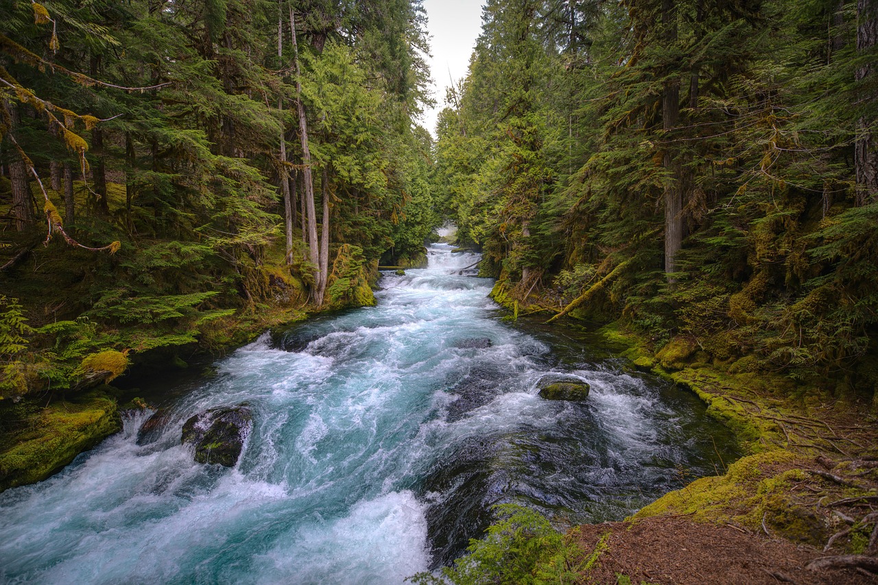 mckenzie river, central oregon, forest, lush, river, sahalie falls, nature, outdoors, travel, park, oregon, flowing, hiking, explore, wilderness, rugged, moss, green, kayaking, rapids, rushing, scenery, beauty, waterfalls, river, river, river, river, river