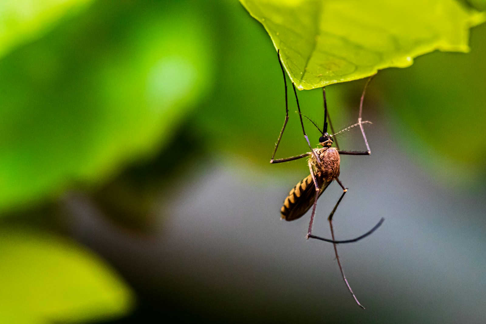 How to Treat Bug Bites, Cuts, and Inflammation Naturally