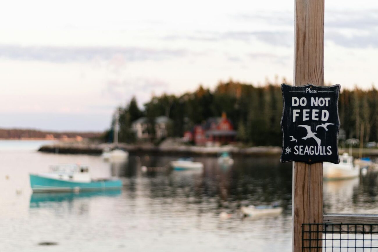 A serene harbor view with boats and a 'Do Not Feed Seagulls' sign, with trees in the background.