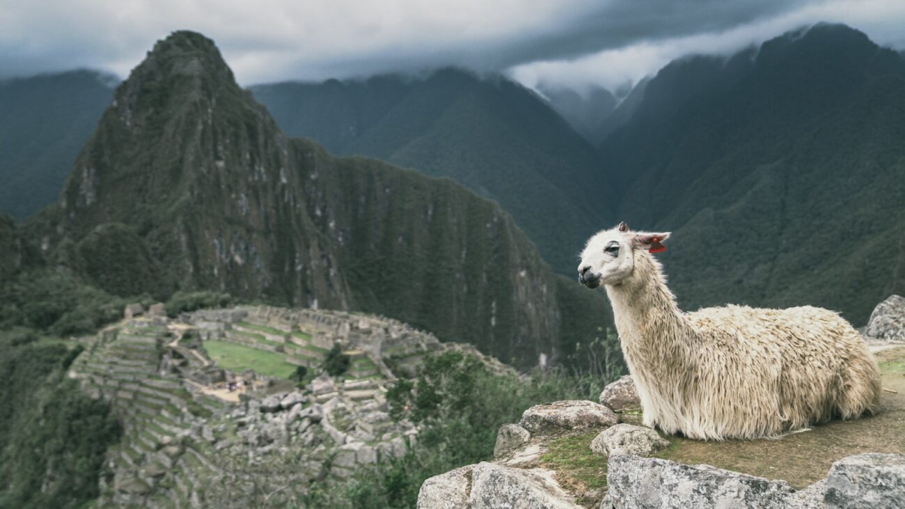a llama sitting on top of a mountain
