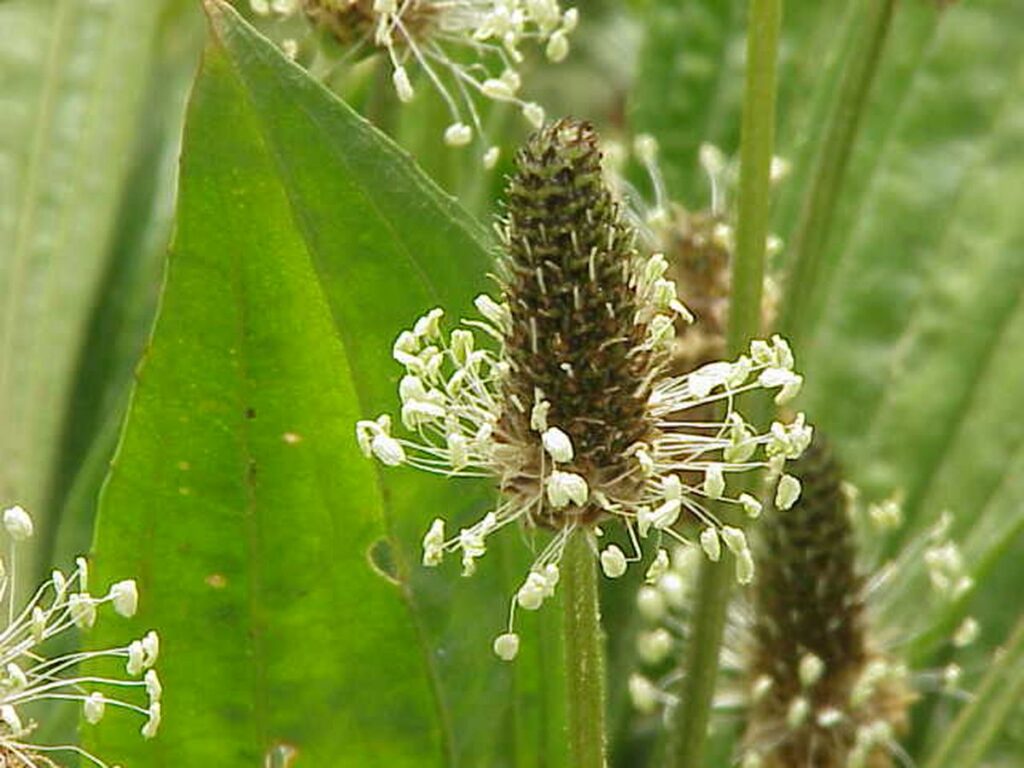 Close-up of green plantain flowers with small white petals, surrounded by broad green leaves in a natural setting.