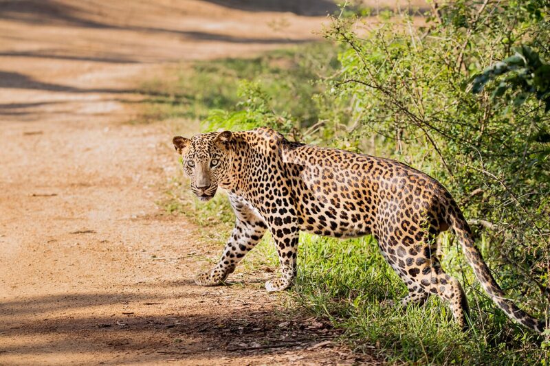 13 Tips for Reducing Animal Encounters on the Trail