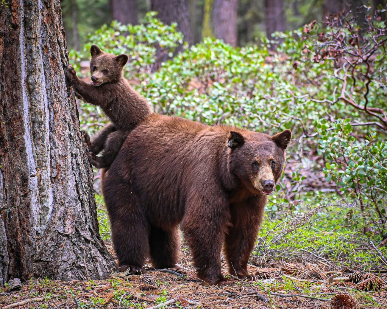 A mother bear watches protectively as her playful cub climbs a tree trunk in a lush, green forest. Pinecones litter the ground.
