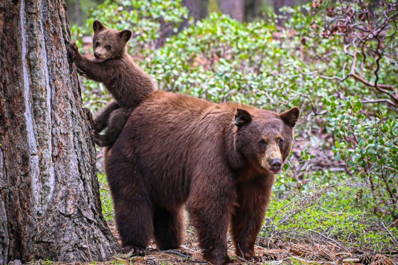 What to Do if You Encounter a Bear, Cougar, or Bison