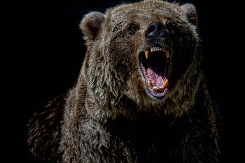 How to React If an Animal Charges You