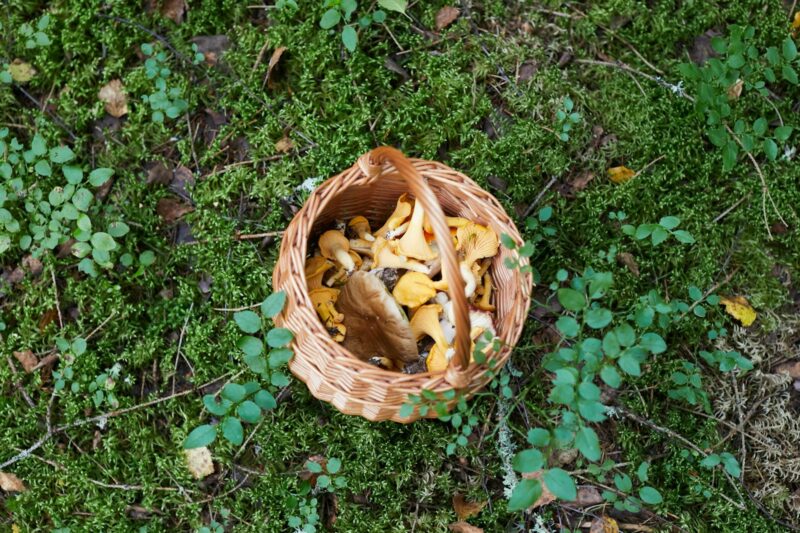 12 Edible Wild Plants You Can Find in U.S. Forests