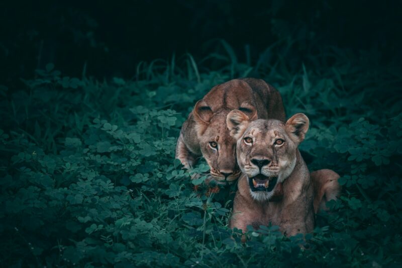 Respecting Wildlife: Why Keeping Your Distance Is Critical