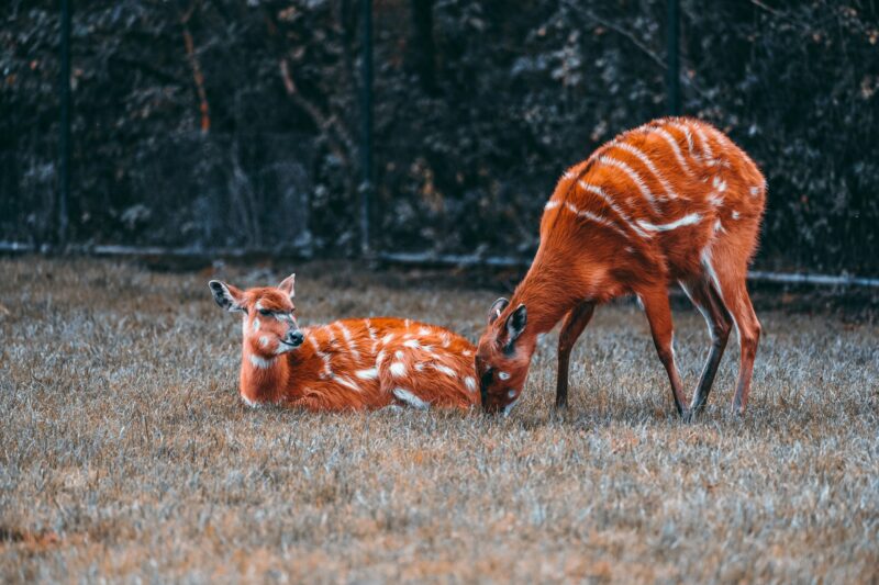 Wildlife Photography Ethics Every Adventurer Should Know